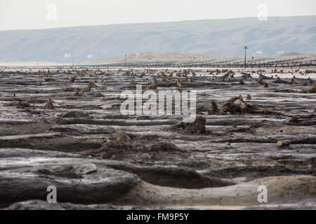 Borth, Wales, UK. 11th March 2016. An exceptionally low tide exposes the remains of an ancient long submerged forest. Radiocarbon dating indicates that the trees whose stumps are still visible here, died several thousand years ago. Credit:  Alan Hale/Alamy Live News Stock Photo