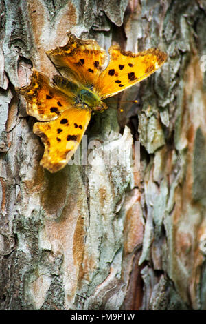 Eastern comma butterfly with wings spread perched on pine tree in summer woodland forest of North America. Stock Photo