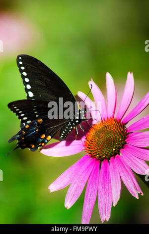 Spicebush swallowtail butterfly with wings open feeding on pink echinacea flower. Stock Photo