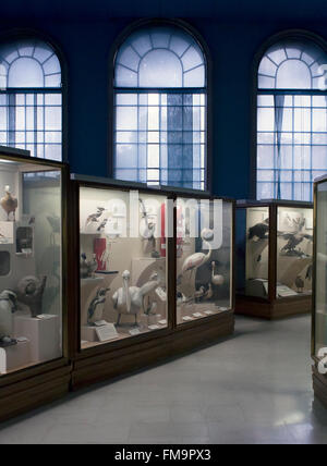 Natural museum history, stuffed animals in glass cases: various kind of birds Stock Photo