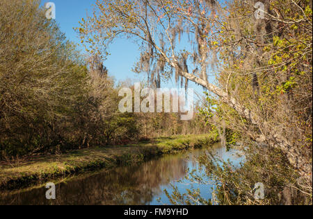 Trees by a River - Moss hanging loosely from tree branches by the side of a river in Florida, USA Stock Photo