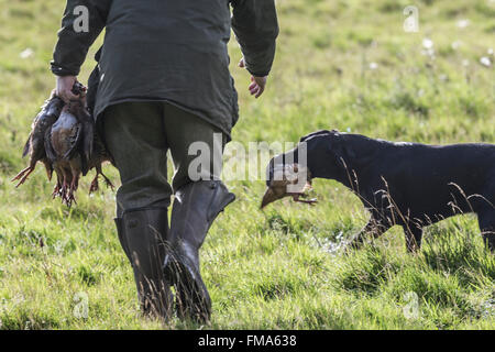 Black labrador retrieving a partridge on a shoot Stock Photo