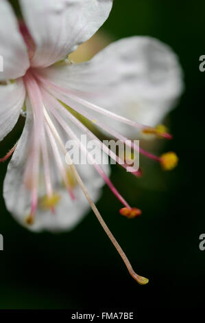 Pale pink Geranium macrorrhizum seen in close up with long stamens against a dark background. Stock Photo