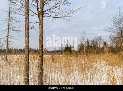 Sunny, snowy winter forest meadow scene with long dry grass and dry pine, spruce trees in foreground Stock Photo