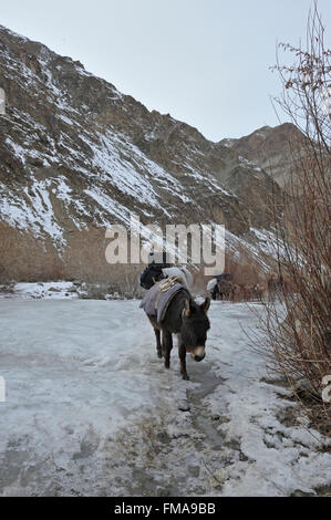 Mountain ponies, beast of burden,  carrying load and walking across a frozen stream in the treeless trans-himalayan mountains of Stock Photo