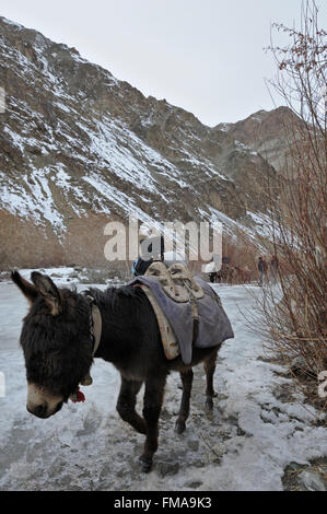 Mountain ponies, beast of burden,  carrying load and walking across a frozen stream in the treeless trans-himalayan mountains of Stock Photo