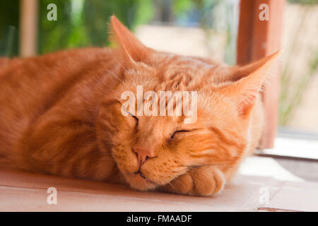 sleeping cat, Fuerteventura island, Canary archipelago, Spain, Europe Stock Photo