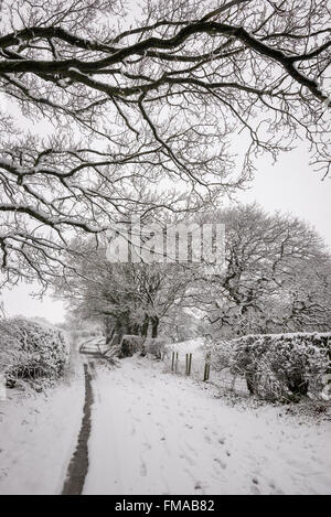 Country lane on a snowy day with pattern of Oak tree branches edged with snow. Stock Photo