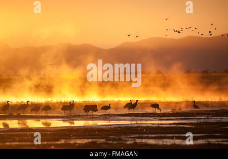 Monte Vista, Colorado, USA. 11th Mar, 2016. At sunrise, Sandhill Cranes begin to stir in southern Colorado's Monte Vista National Wildlife Refuge.Each year more than 20,000 Sandhill Cranes migrate through the wetlands of the San Luis Valley's Monte Vista National Wildlife Refuge, Monte Vista, Colorado. The Rocky Mountain population of the Greater Sand Hill Cranes spends more time in the San Luis Valley than at either of their wintering or breeding grounds. The peak springtime migration is mid-March. © csm/Alamy Live News Stock Photo