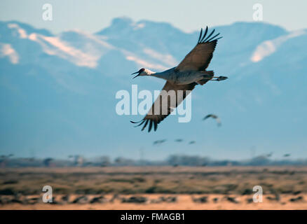 Monte Vista, Colorado, USA. 11th Mar, 2016. A Sandhill Crane flies over the fields of Southern Colorado's Monte Vista National Wildlife Refuge.Each year more than 20,000 Sandhill Cranes migrate through the wetlands of the San Luis Valley's Monte Vista National Wildlife Refuge, Monte Vista, Colorado. The Rocky Mountain population of the Greater Sand Hill Cranes spends more time in the San Luis Valley than at either of their wintering or breeding grounds. The peak springtime migration is mid-March. © csm/Alamy Live News Stock Photo