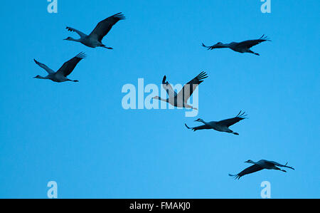 Monte Vista, Colorado, USA. 11th Mar, 2016. At dusk, Sandhill Cranes fly over southern Colorado's Monte Vista National Wildlife Refuge.Each year more than 20,000 Sandhill Cranes migrate through the wetlands of the San Luis Valley's Monte Vista National Wildlife Refuge, Monte Vista, Colorado. The Rocky Mountain population of the Greater Sand Hill Cranes spends more time in the San Luis Valley than at either of their wintering or breeding grounds. The peak springtime migration is mid-March. © csm/Alamy Live News Stock Photo