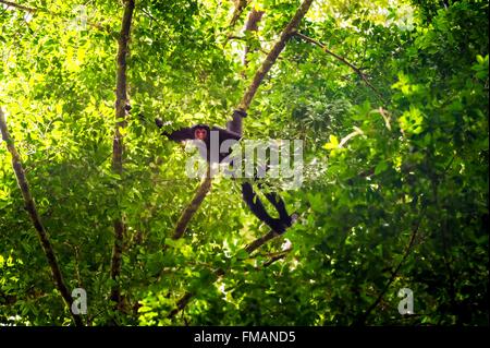 France, Guyana, French Guyana Amazonian Park, heart area, Camopi, red-faced spider monkey (Ateles paniscus) in the canopy, on Stock Photo