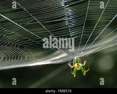 Orchard Orbweaver Spider on the web, photo taken in Taiwan Stock Photo