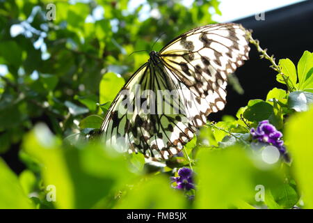 Beautiful butterfly - Idea leuconoe clara, photo taken in Taiwan Stock Photo