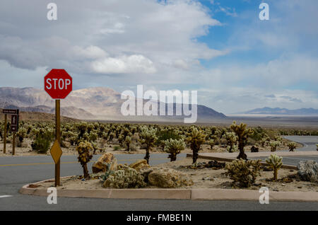 Stop sign in cholla garden desert as the sun breaks through clouds on a rainy day Stock Photo