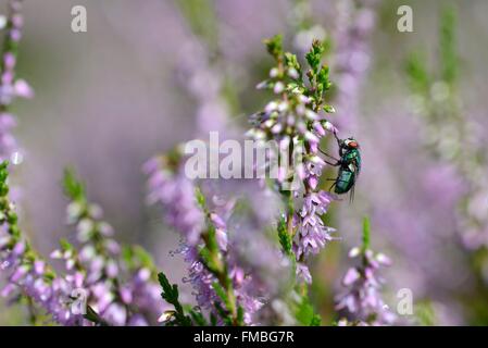 France, Haute Saône, Ballon de Servance, Calluna vulgaris, flowers, green fly (Lucillia caesar) Stock Photo