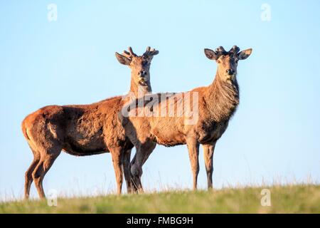 France, Haute Saone, Private park, Red Deer (Cervus elaphus), deer in velvet Stock Photo