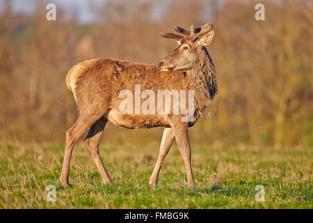 France, Haute Saone, Private park, Red Deer (Cervus elaphus), deer in velvet Stock Photo