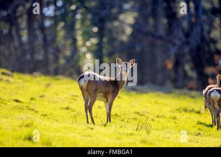France, Haute Saone, Private park, Sika Deer (Cervus nippon), group of females with youngs Stock Photo