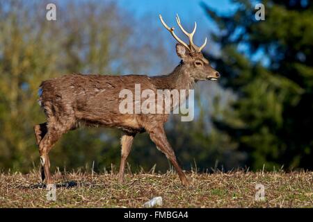 France, Haute Saone, Private park, Sika Deer (Cervus nippon), stag, standing at the edge of the forest Stock Photo