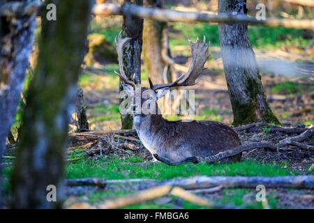 France, Haute Saone, Private park, Fallow Deer (Dama dama), buck, male Stock Photo