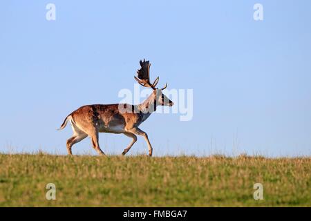 France, Haute Saone, Private park, Fallow Deer (Dama dama), buck, male Stock Photo