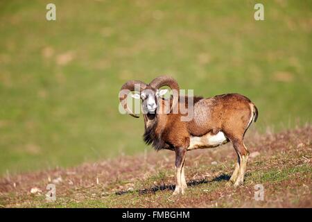 France, Haute Saone, Private park, Mouflon Rams (Ovis ammon musimon), male, adult Stock Photo