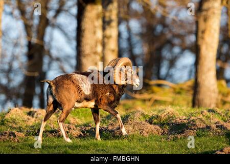 France, Haute Saone, Private park, Mouflon Rams (Ovis ammon musimon), male, adult Stock Photo