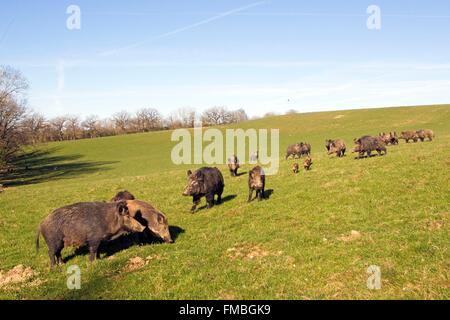 France, Haute Saone, Private park, Wild Boar (Sus scrofa) Stock Photo