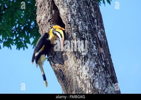 India, Tamil Nadu state, Anaimalai Mountain Range ( Nilgiri hills), Great hornbill (Buceros bicornis) also known as the great Stock Photo