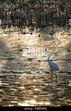 India, West Bengal, Sundarbans national park, great egret (Ardea alba), fishing in the mangrove swamp Stock Photo