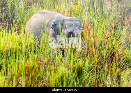 India, Assam, Kaziranga national park, listed as World Heritage by UNESCO, asian elephant (Elephas maximus), young one Stock Photo