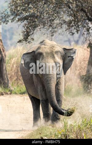 India, Assam, Kaziranga national park, listed as World Heritage by UNESCO, asian elephant (Elephas maximus), female