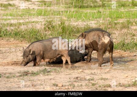 Thailand, Wild Boar (Sus scrofa), male and female Stock Photo