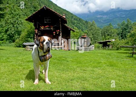 Shorthaired Saint Bernard Stock Photo - Alamy