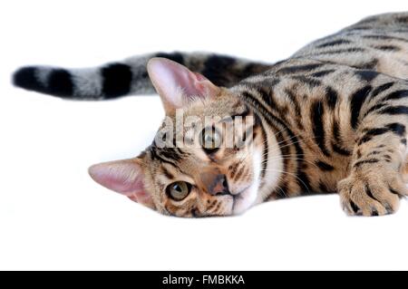 Cat (Felis silvestris catus), Bengal cat Stock Photo