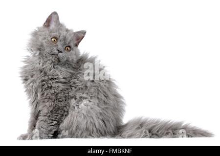 Cat (Felis silvestris catus), Selkirk Rex Stock Photo