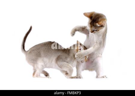 Cat (Felis silvestris catus), Singapura cat Stock Photo