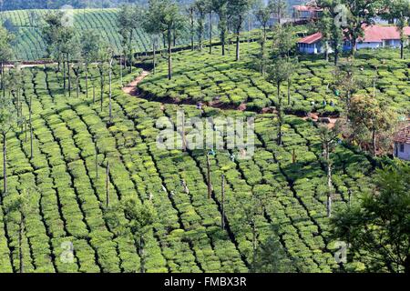 India, Tamil Nadu state, Anaimalai Mountain Range ( Nilgiri hills), tea plantation Stock Photo