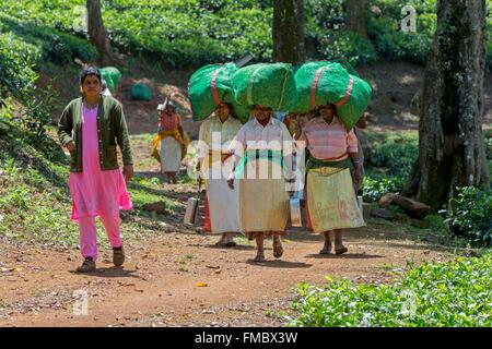 India, Tamil Nadu state, Anaimalai Mountain Range ( Nilgiri hills), tea plantation Stock Photo