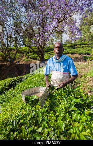 India, Tamil Nadu state, Anaimalai Mountain Range ( Nilgiri hills), tea plantation Stock Photo