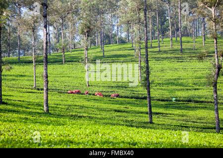 India, Tamil Nadu state, Anaimalai Mountain Range ( Nilgiri hills), tea plantation Stock Photo