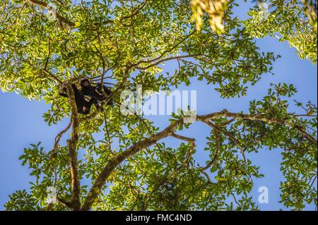France, Guyana, French Guyana Amazonian Park, heart area, Camopi, red-faced spider monkey (Ateles paniscus) in the canopy, on Stock Photo