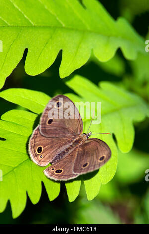 Little wood satyr butterfly with wings open resting on a bright green fern leaf in woodland habitat. Stock Photo