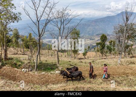 Nepal, Gandaki zone, Gorkha, a couple plowing a field with oxes Stock Photo