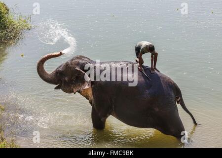 Nepal, Narayani zone, Sauraha, elephant bath in the Budhi Rapti river Stock Photo