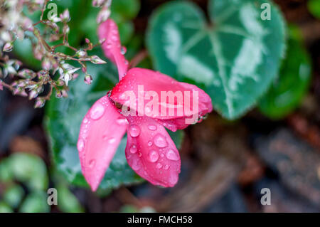 Close up of pink cyclamen blossom, rain drops on petals w/ heart-shaped leaves viewed from above in flower garden in rain, macro botanical abstract. Stock Photo