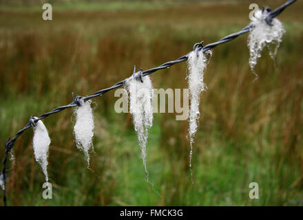 Wool from nearby sheep, wet by rain, snared on barbed wire. Scottish Highlands, UK Stock Photo