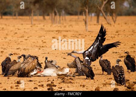 Senegal, Sahel, Ferlo region, Widou Thiengoly, vultures Stock Photo