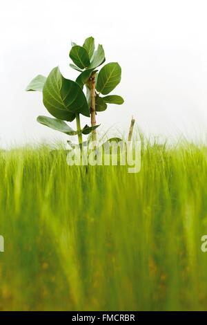 Senegal, Sahel, Ferlo region, Widou Thiengoly, Experimental plantations Ferlo Stock Photo